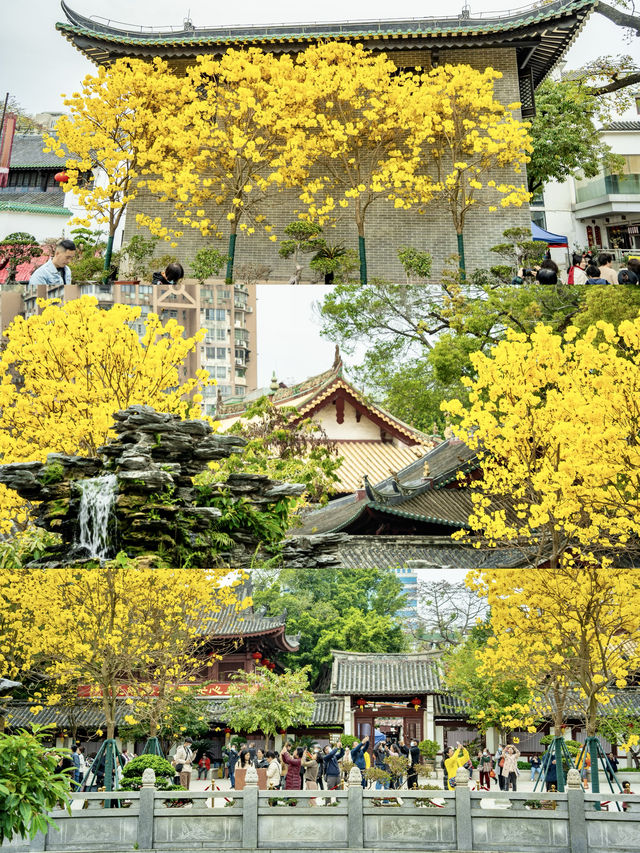 太開心了，光孝寺裡居然也有黃花風鈴木