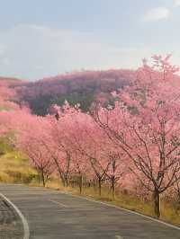 中國：世界三大賞櫻聖地我已經在福建預約了櫻花盛宴