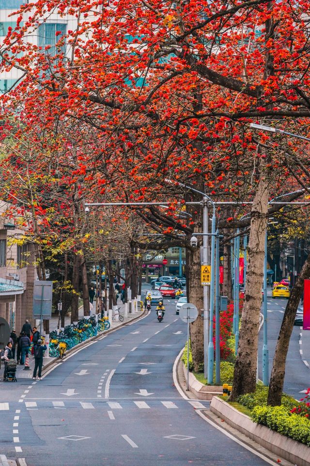 花城春早，最是一抹木棉紅