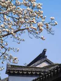 東林書院玉蘭花：繽紛綻放的春日之約