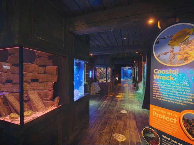 陽光海岸水族館 | 開啟奇妙的海底之旅