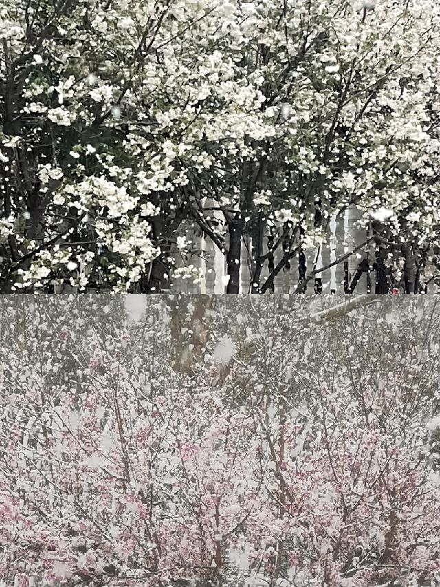 冬季必去|寶藏景點|雲端仙境洛陽老君山|三月桃花雪