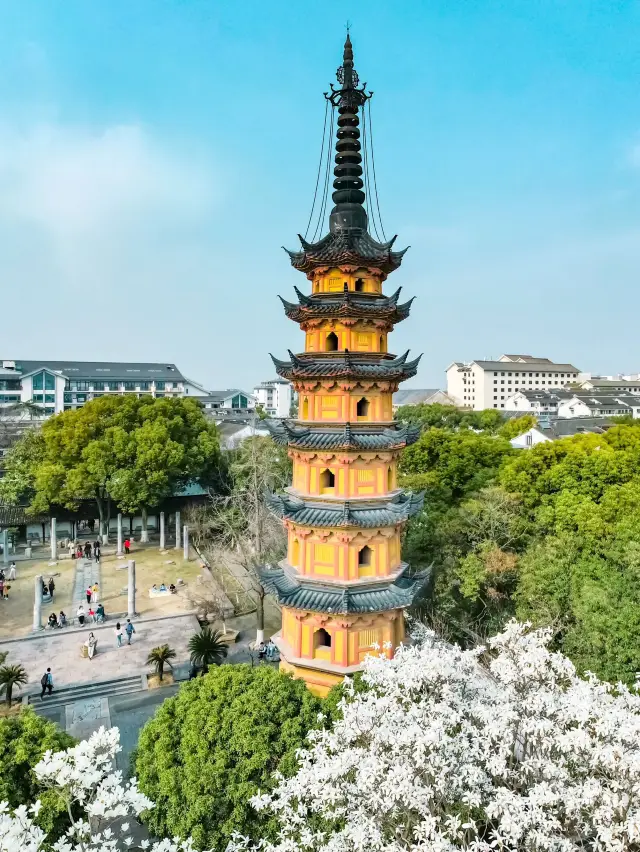 The magnolia flowers at Suzhou's Twin Towers are truly stunning!