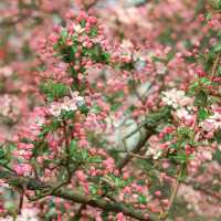 成都植物園|粉色垂絲海盛開