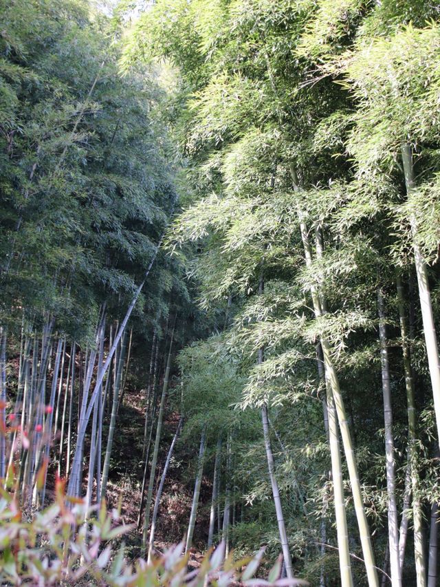 出發新年第一站！杭州徑山禪寺爬山祈願