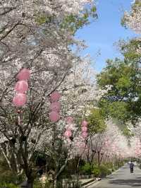 無錫拈花灣的三月，是專屬櫻花的季節