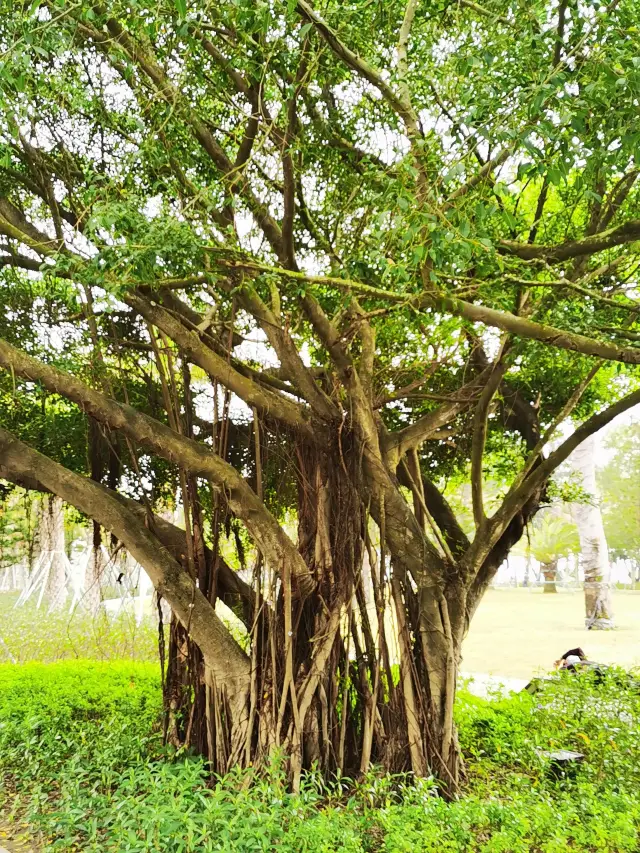 เหนือทะเลหาดเงิน, ชายหาดสำหรับวันหยุดพักผ่อนอันดับหนึ่ง