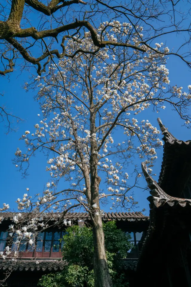 The white magnolias in the Couple's Garden are also witnesses to love