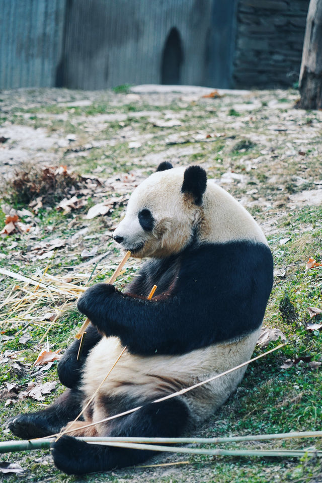 看熊猫，一定要去汶川卧龍大熊猫基地