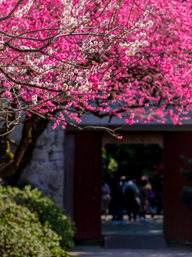 杭州｜植物園｜二月賞梅好去處