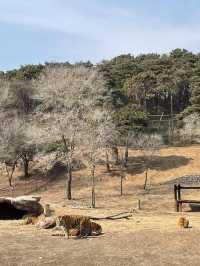 沈陽|森林動物園週末一定要來哦