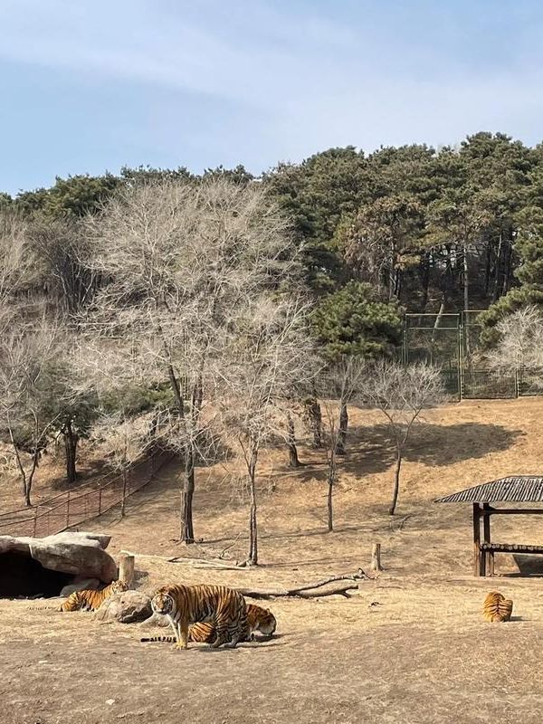 沈陽|森林動物園週末一定要來哦