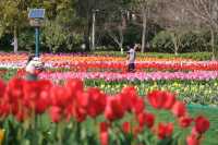 掉進油畫裡這片鬱金香太美寧波植物園