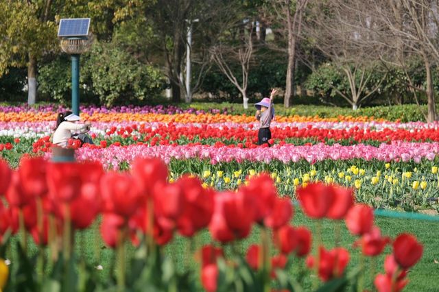 掉進油畫裡這片鬱金香太美寧波植物園