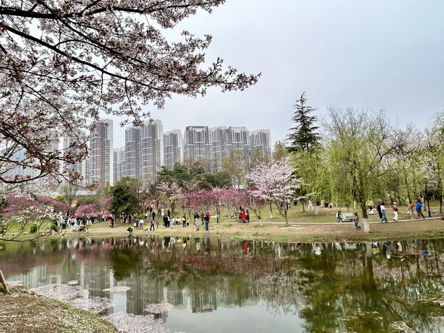 野菜與櫻花&武漢堤角公園&漢口江灘&府河濕地