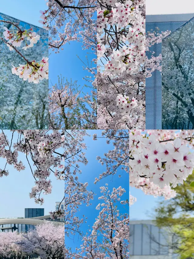 The best time to enjoy flowers at Longmei~