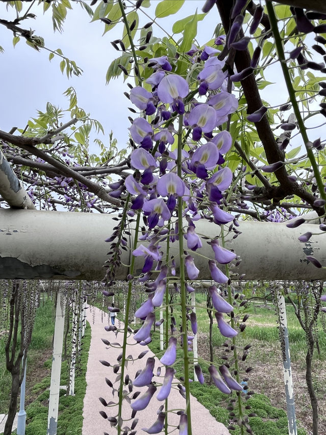 小眾漫遊｜春日賞花徒步的好去處