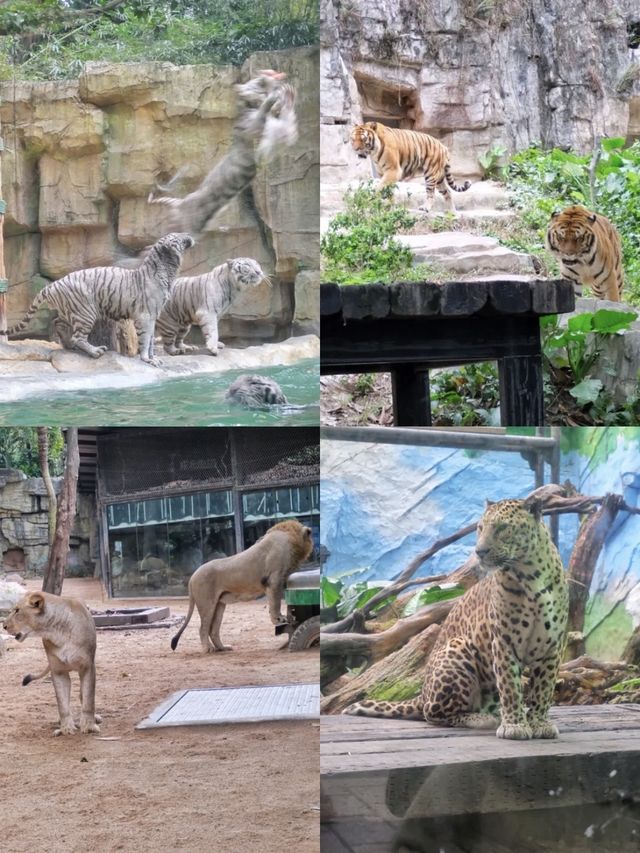 攻略！1日遊長隆野生動物園+熊貓酒店