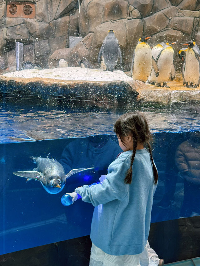 絲滑的香港海洋公園攻略，春日奇妙之旅開啟