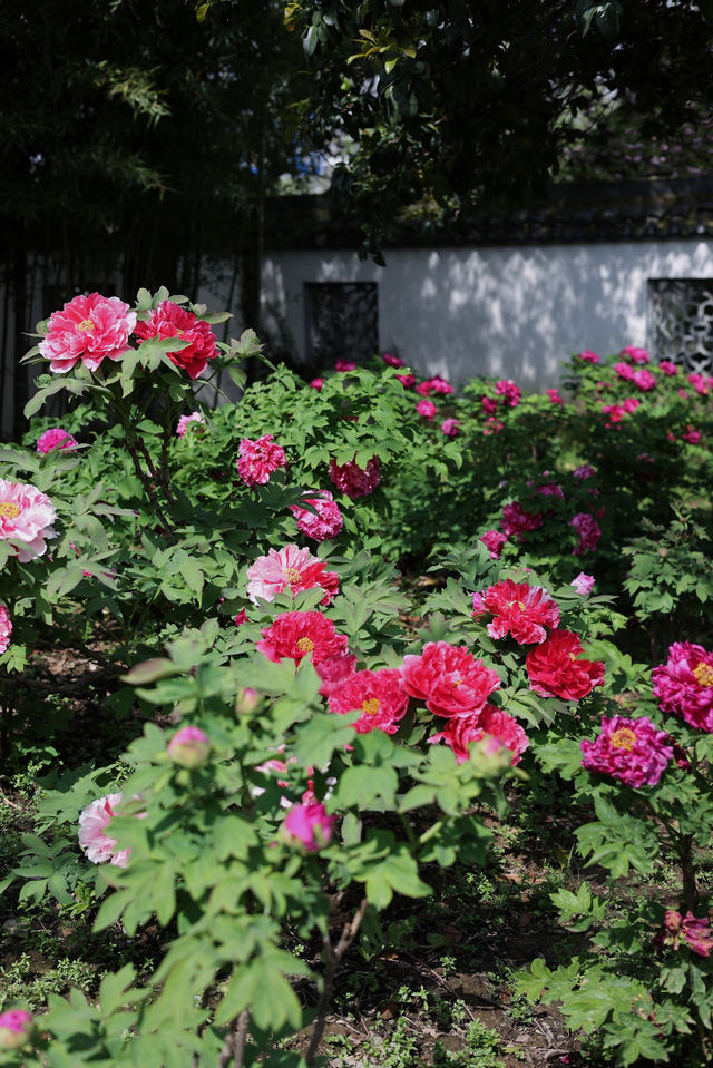 芳菲四月的曾趙園 芳菲四月的曾趙園
