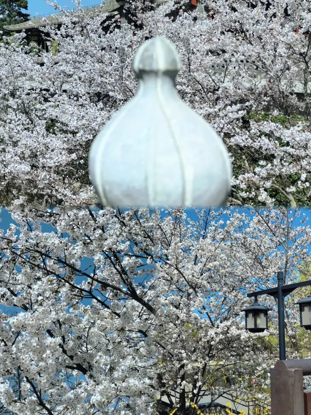 沉醉在花海中無法自拔
