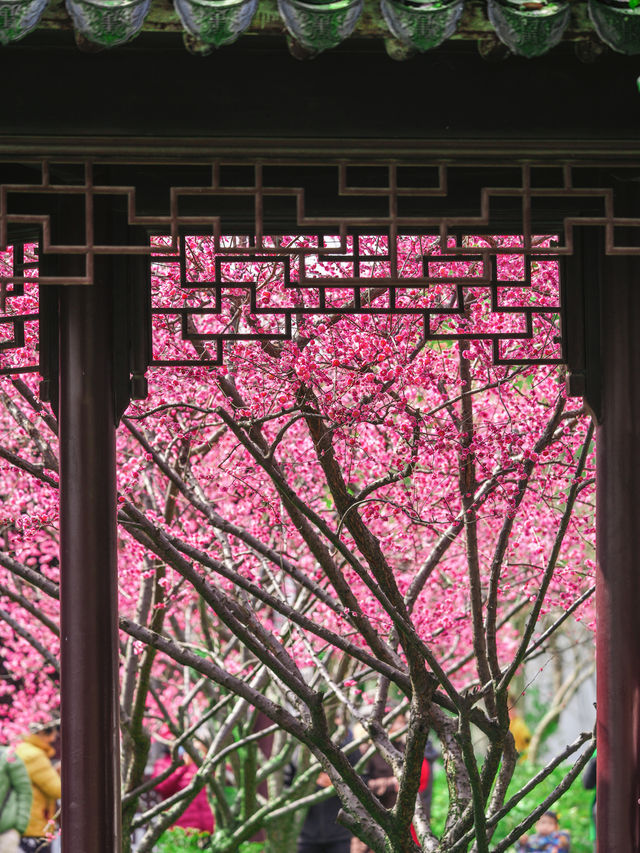 蘇州園林｜尋常一樣窗前月，才有梅花便不同
