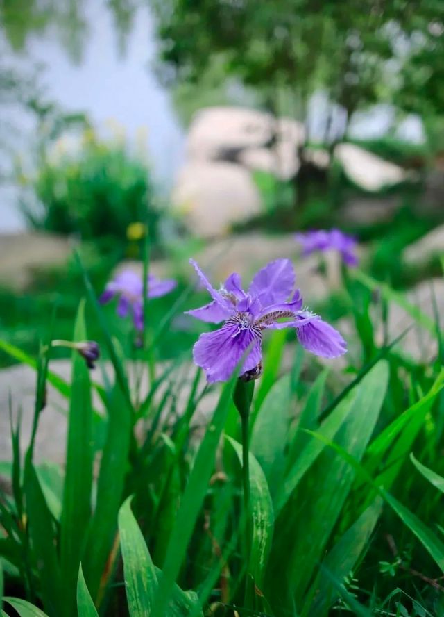 西安這個寶藏公園人少景美還免費