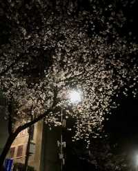 春去花還在，武漢大學櫻花盛宴等你來賞！
