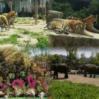 上海野生動物園超實用攻略
