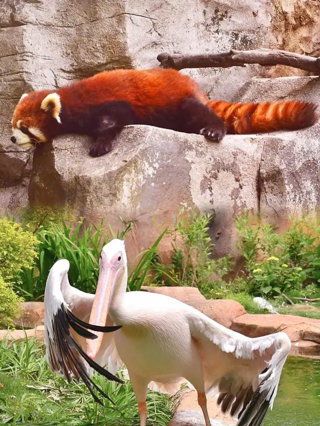 常州淹城野生動物園一日遊