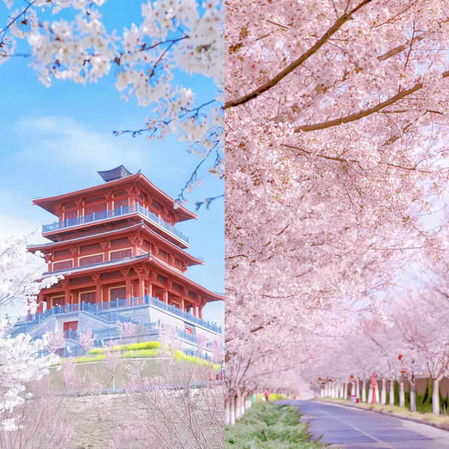 古柏渡豐樂櫻花園