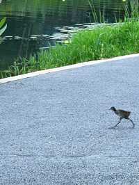 交子公園生態環境太好了，偶遇湖邊散步的小動物