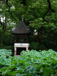 雨後漫步，夏日古典園林景觀大賞