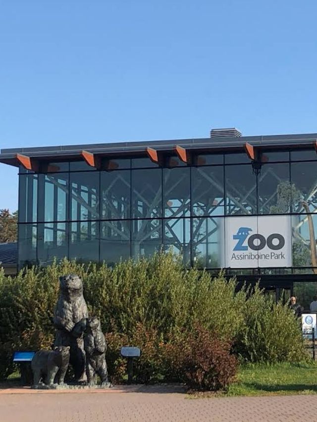 阿西尼博因公園：在這裡可以看到胖嘟嘟的北極熊在你頭頂游泳打鬧