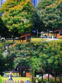 直達成都地鐵,塔子山公園,是個賞秋好去處。