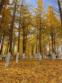 津北森林公園|天津最大片銀杏林賞秋地點。