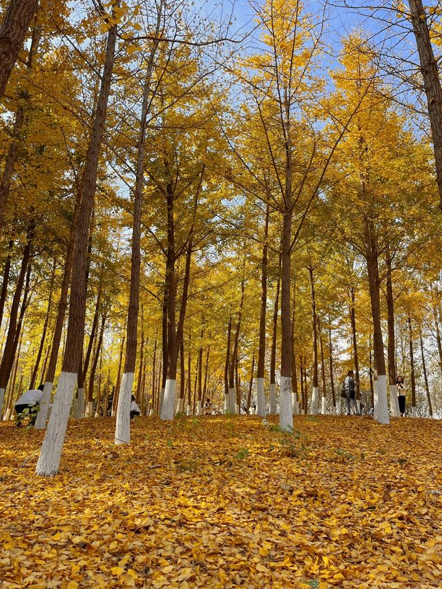 津北森林公園|天津最大片銀杏林賞秋地點。