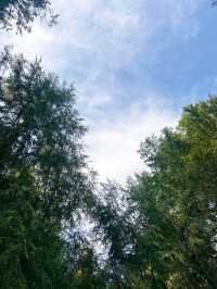 廣元劍閣翠雲廊｜揭秘古蜀道的神秘力量。