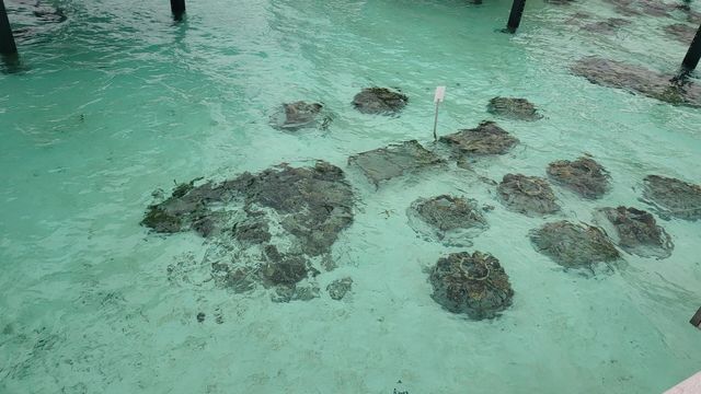 【天堂之選】大溪地波拉波拉島與馬爾代夫的夢幻對決。