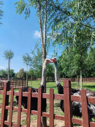 Lanzhou Zoo is like a hidden treasure in the city.