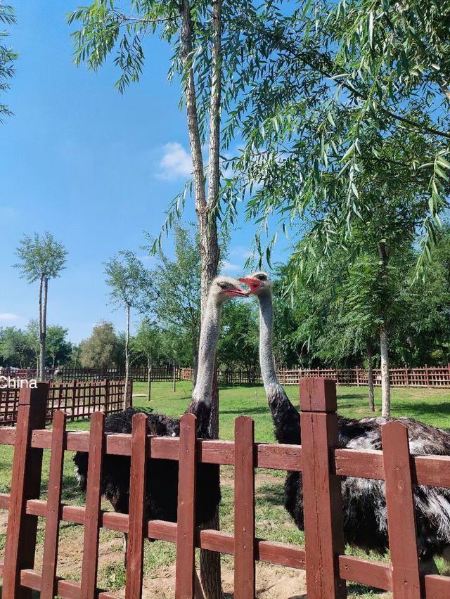 蘭州動物園，宛如一座隱藏在城市中的自然寶藏。