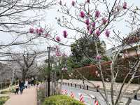 東京景點｜訪千鳥淵：賞櫻的遺憾