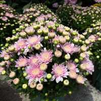坪洲花市‖逛完花市來特產店買點。