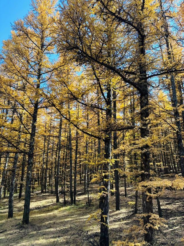 哈達門國家森林公園。