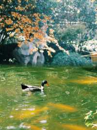 秋日私語：鄭州紫荊山公園賞秋攻略。