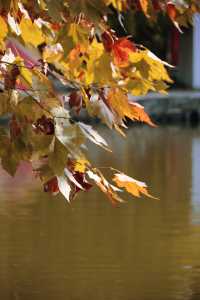 婺源分源——大余灣晒秋。