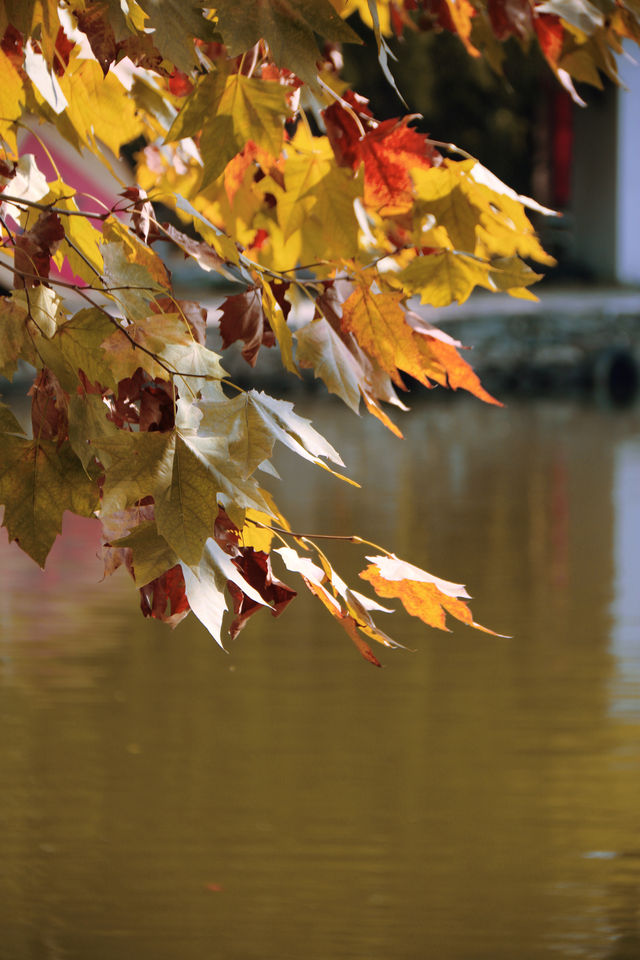 婺源分源——大余灣晒秋。 婺源分源——大余灣晒秋。