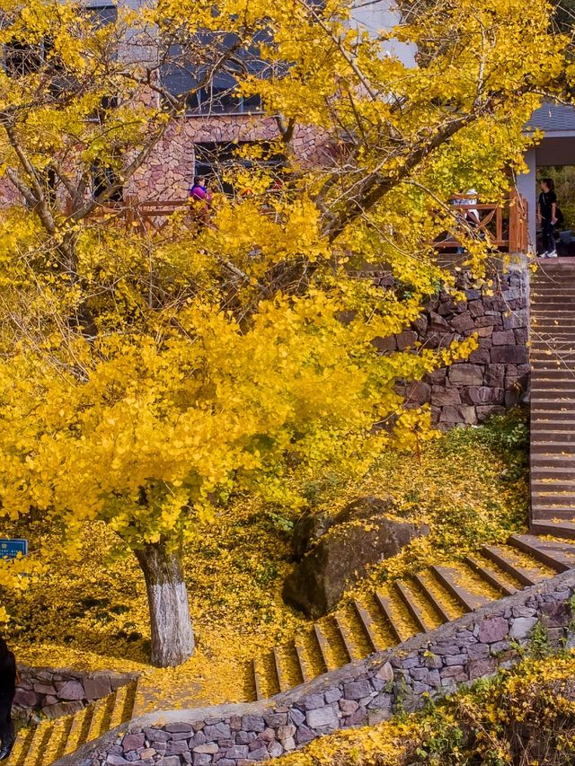 秋天的四明山。