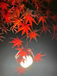 Kyoto Night Maple Viewing - Toji Temple is Stunning!