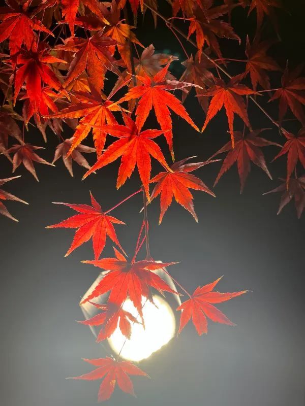 Kyoto Night Maple Viewing - Toji Temple is Stunning!